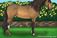 Horse Color:Buckskin 