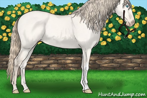 Horse Color:Perlino Dun 