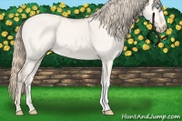 Horse Color:Perlino Dun 
