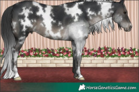 Horse Color:White Spotted Black 