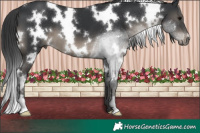 Horse Color:White Spotted Black 