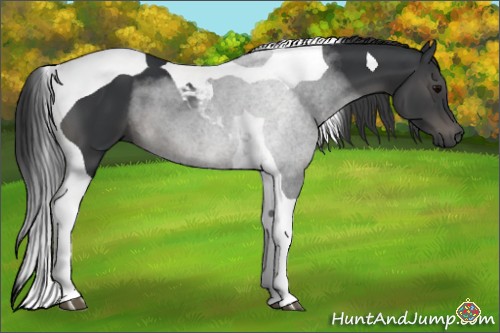 Horse Color:Black Tobiano 