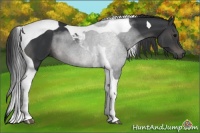 Horse Color:Black Tobiano 