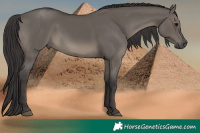 Horse Color:Smoky Grullo 