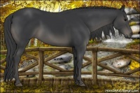 Horse Color:Black 