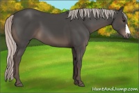 Horse Color:Silver Black 