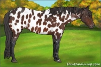 Horse Color:Brown Near Leopard