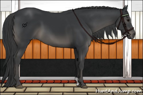 Horse Color:Black 