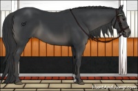 Horse Color:Black 
