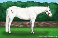 Horse Color:Palomino Leopard  and Palomino Leopard 