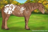 Horse Color:Chestnut Appaloosa 