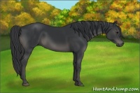 Horse Color:Black 