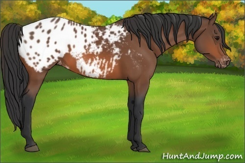Horse Color:Bay Blanket 