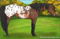 Horse Color:Bay Appaloosa 