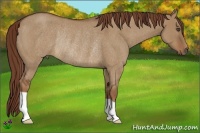 Horse Color:Red Dun Roan Rabicano 