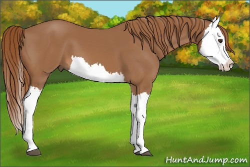 Horse Color:Chestnut Splash