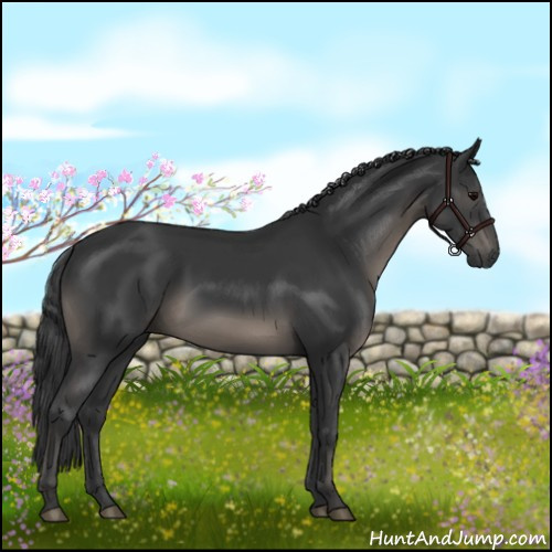 Horse Color:Black 