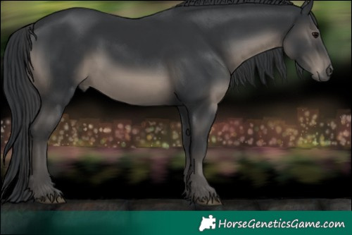 Horse Color:Black 
