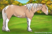 Horse Color:Silver Amber Champagne Tobiano Frame