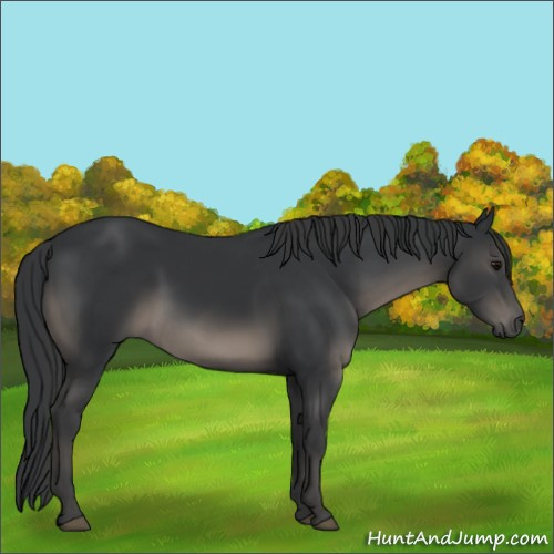 Horse Color:Black 