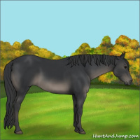 Horse Color:Black 