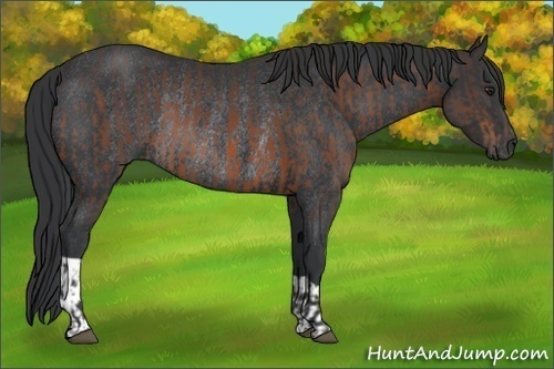 Horse Color:Brown Rabicano  and Black Rabicano 