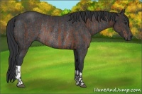 Horse Color:Brown Rabicano and Black Rabicano