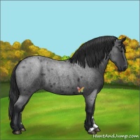 Horse Color:Blue Roan 