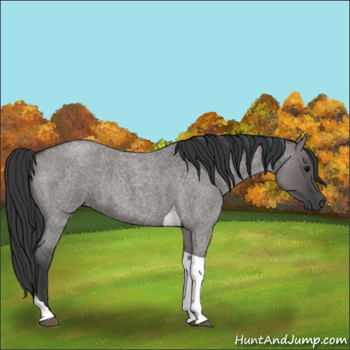 Horse Color:Grullo Roan Tobiano 
