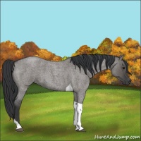 Horse Color:Grullo Roan Tobiano