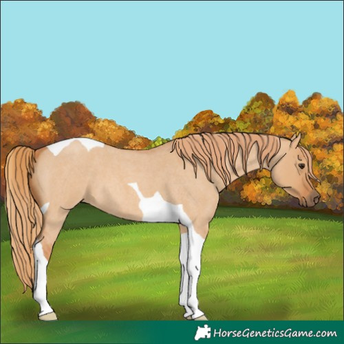 Horse Color:Red Dun Roan Tobiano 