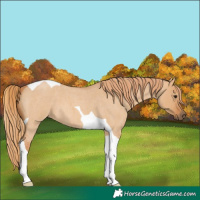 Horse Color:Red Dun Roan Tobiano