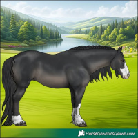Horse Color:Black 