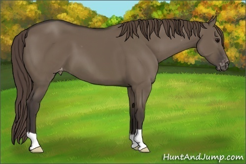 Horse Color:Smoky Grullo Appaloosa 