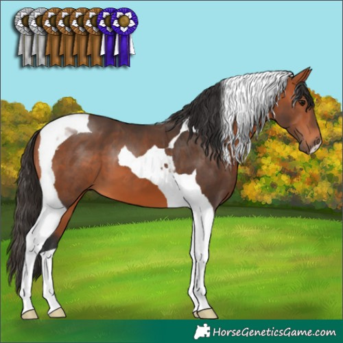 Horse Color:Bay Tobiano 