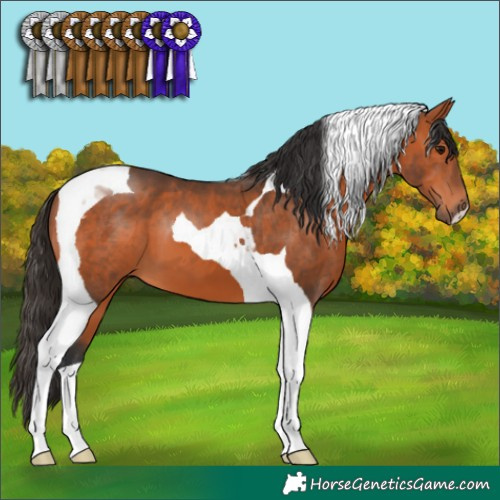 Horse Color:Bay Tobiano 