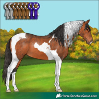 Horse Color:Bay Tobiano 