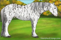 Horse Color:Grullo Sabino Splash and Grullo Sabino Splash Leopard
