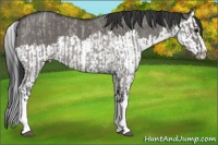 Horse Color:Grullo Roan Sabino Splash and Grullo Roan Sabino Splash