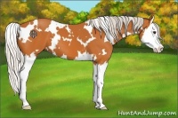 Horse Color:White Spotted Silver Buckskin Splash 