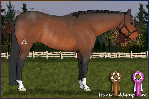 Horse Color:Bay Rabicano 