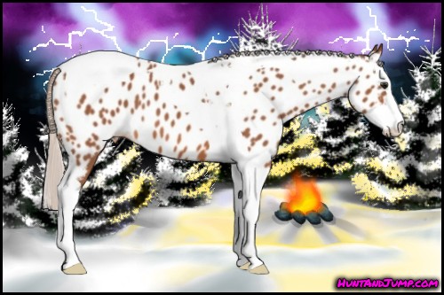 Horse Color:Silver Bay Splash Tobiano Appaloosa 