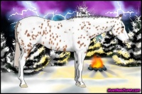 Horse Color:Silver Bay Splash Tobiano Appaloosa 