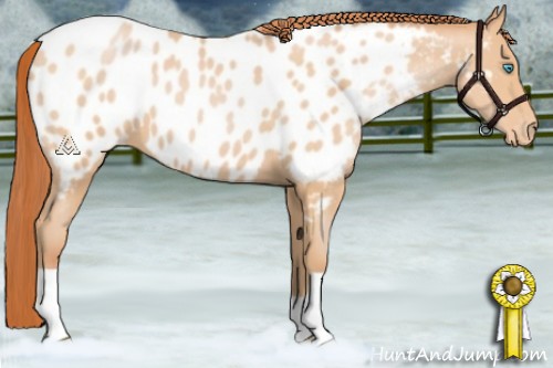 Horse Color:Buckskin Pearl Appaloosa 