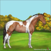 Horse Color:Bay Tobiano Rabicano