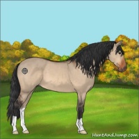 Horse Color:Brown Dun 