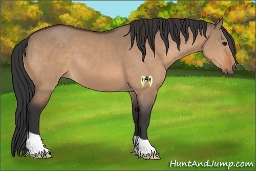 Horse Color:Bay Dun
