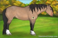 Horse Color:Bay Dun