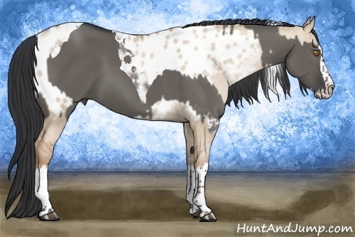 Horse Color:Silver Grullo Pearl Sabino Splash Appaloosa  and Grullo Splash Tobiano 