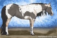 Horse Color:Silver Grullo Pearl Sabino Splash Appaloosa  and Grullo Splash Tobiano 